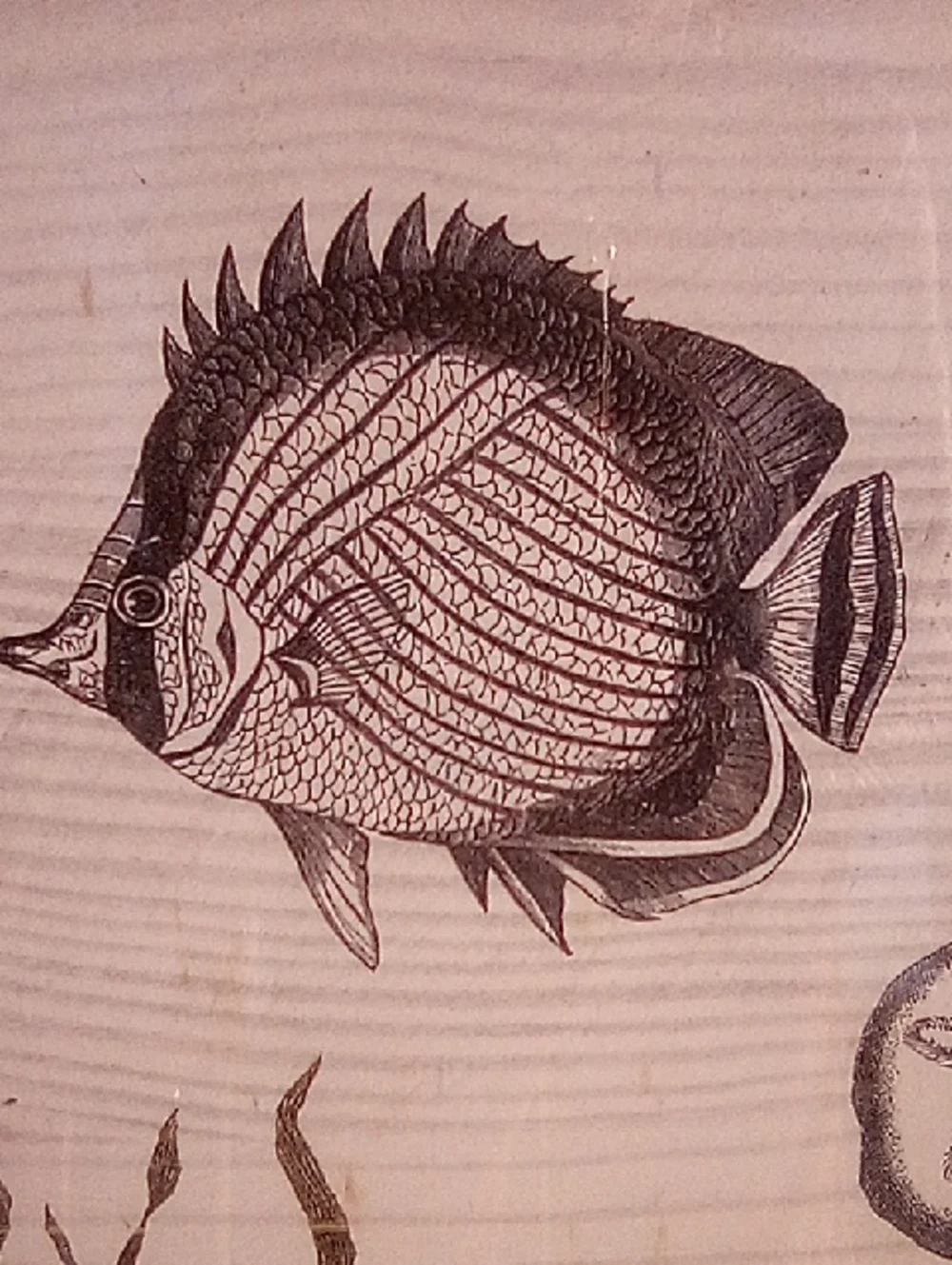 Biologia Marina Framed Fish Wall Art - White